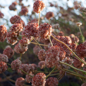 3 Benefits of Letting Your Garden Go to Seed